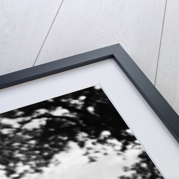 UFO Flying Low Over Trees by Anonymous