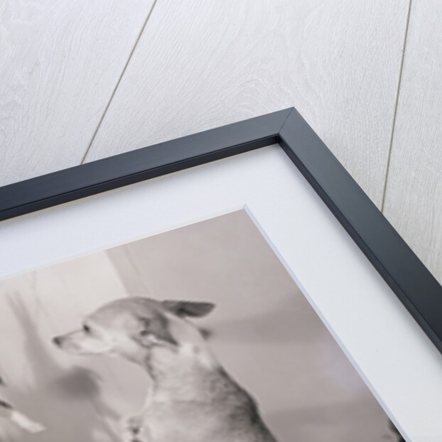 Chihuahua Feeding Her Pups by Anonymous