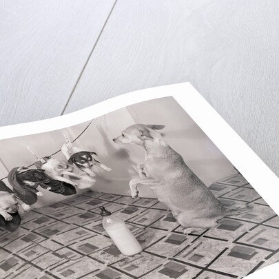 Chihuahua Feeding Her Pups by Anonymous