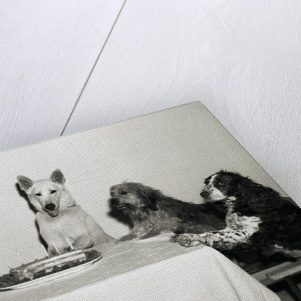Movie Dog and Friends Celebrating Birthday by Anonymous