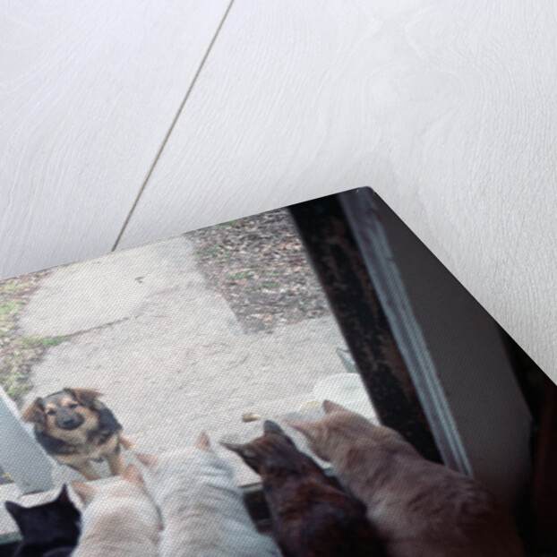 Dog Looking Through Cat-Lined Window by Anonymous