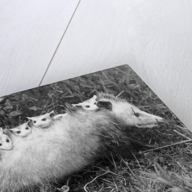 Female Opossum With Young by Anonymous