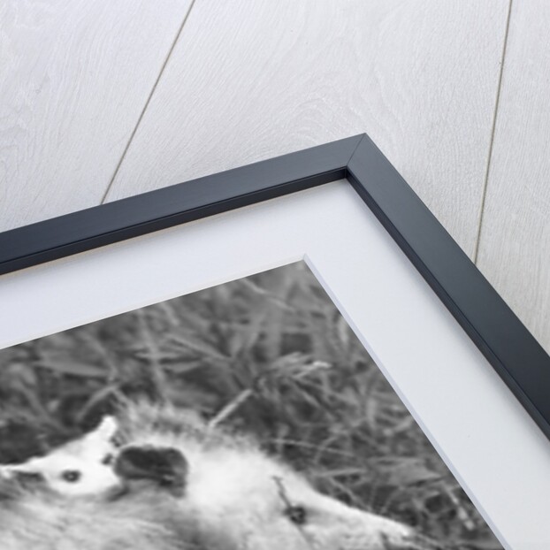 Female Opossum With Young by Anonymous