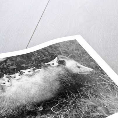 Female Opossum With Young by Anonymous