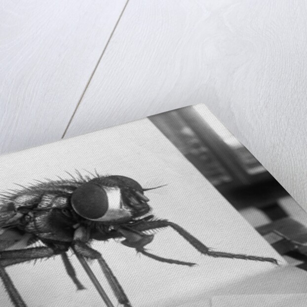 Close-Up Of A Fly by Anonymous