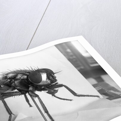 Close-Up Of A Fly by Anonymous