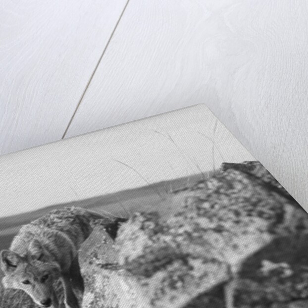 Coyote On Prairie Lurking For Prey by Anonymous