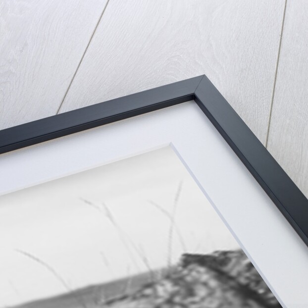 Coyote On Prairie Lurking For Prey by Anonymous