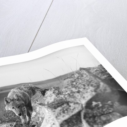 Coyote On Prairie Lurking For Prey by Anonymous