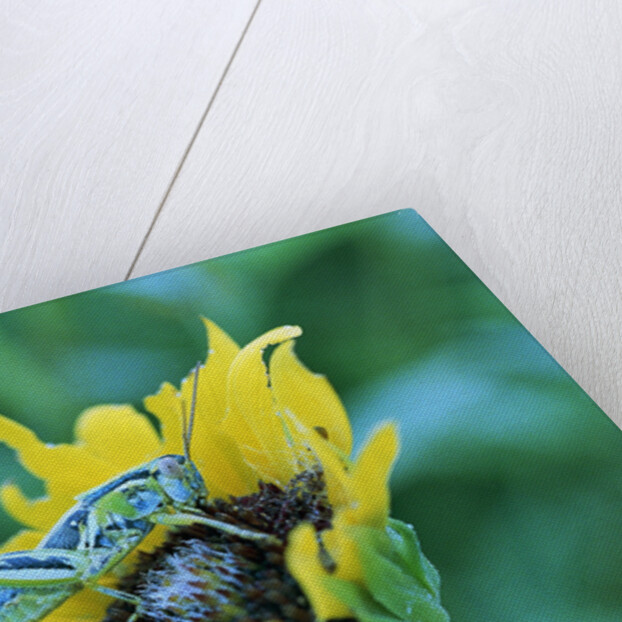 Grasshopper on Sunflower by Anonymous