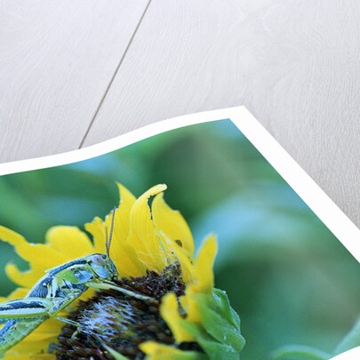 Grasshopper on Sunflower by Anonymous