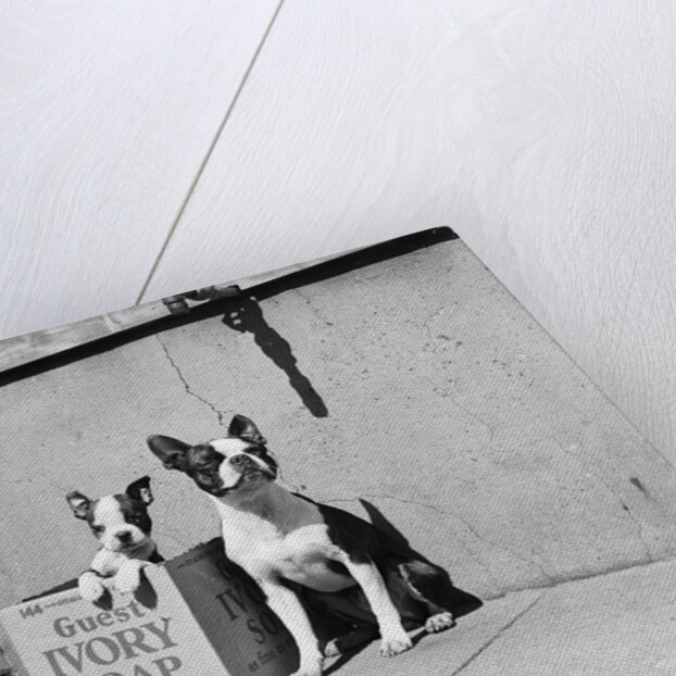 Boston Bulldog and Puppy by Anonymous