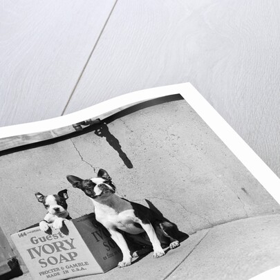 Boston Bulldog and Puppy by Anonymous