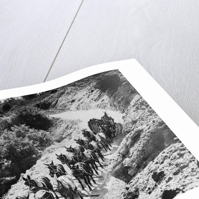 Pack Of Team Mules Going Through Sonora Pass by Corbis