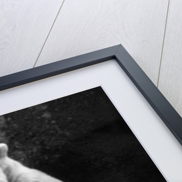 Polar Bear With Her Babies by Anonymous