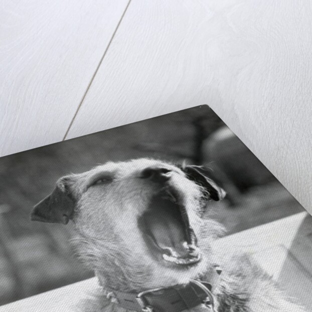Dog Yawning by Anonymous
