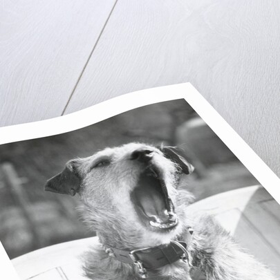 Dog Yawning by Anonymous