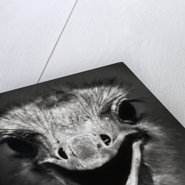 Ostrich Head by Anonymous
