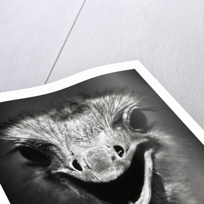 Ostrich Head by Anonymous