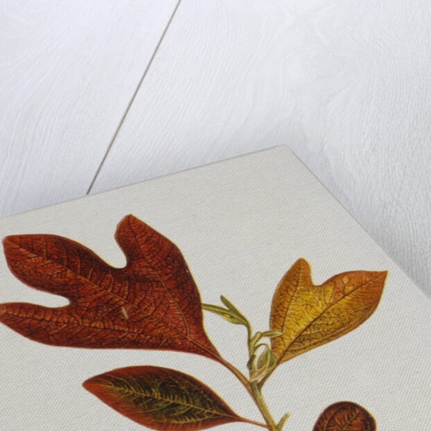 Illustration of Sassafras Leaves by Anonymous