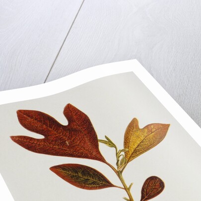Illustration of Sassafras Leaves by Anonymous