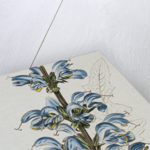 Illustration Depicting Bicolor Sage Plant by Anonymous