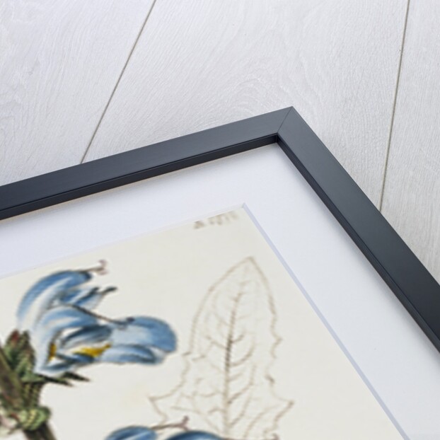 Illustration Depicting Bicolor Sage Plant by Anonymous