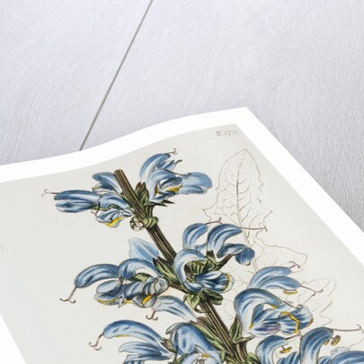 Illustration Depicting Bicolor Sage Plant by Anonymous