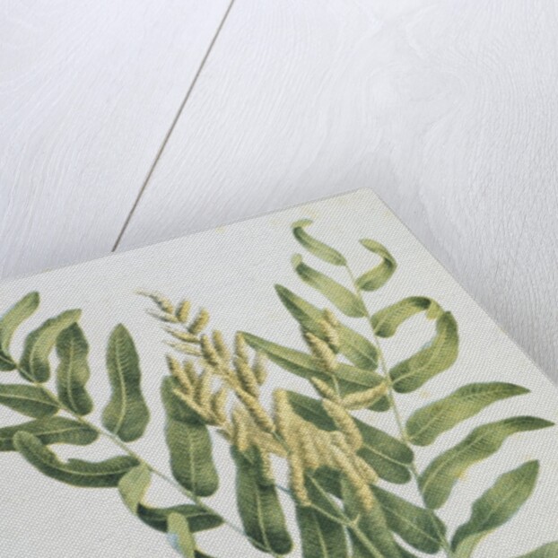 Illustration Depicting a Branch of a Royal Fern by Anonymous