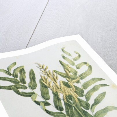 Illustration Depicting a Branch of a Royal Fern by Anonymous