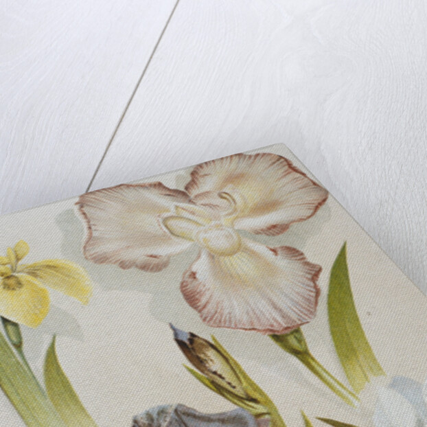 Illustration Depicting Various Types of Irises by Anonymous