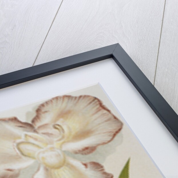 Illustration Depicting Various Types of Irises by Anonymous