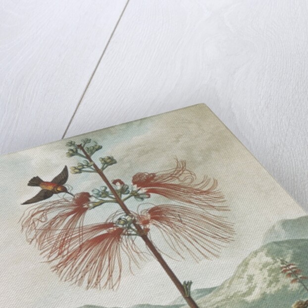 Illustration Depicting Hummingbirds Feeding from a Plant by Anonymous