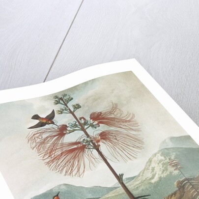 Illustration Depicting Hummingbirds Feeding from a Plant by Anonymous