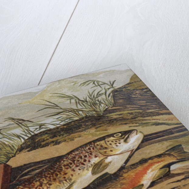 Illustration of Fishing Tackle with a Trout and a Charr by Anonymous