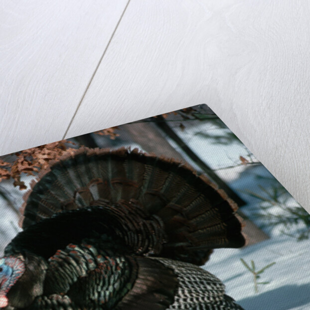 Wild Turkey by Anonymous