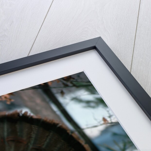 Wild Turkey by Anonymous