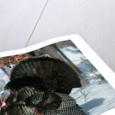 Wild Turkey by Anonymous