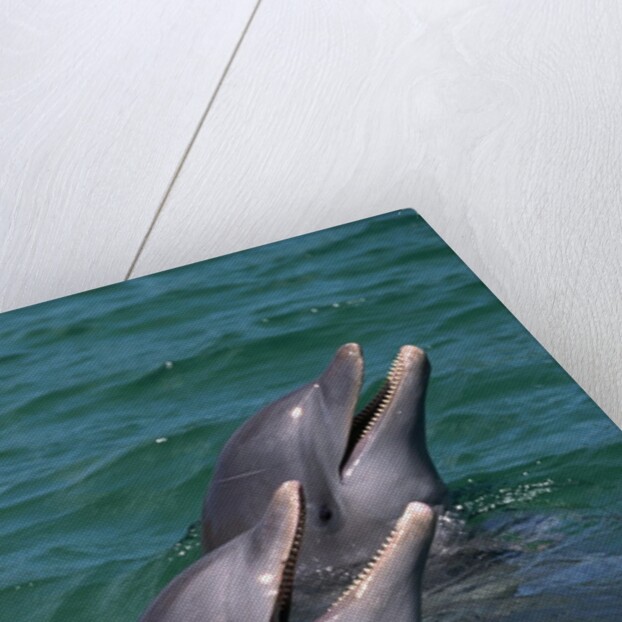 Bottlenose Dolphins Calling from the Water by Anonymous