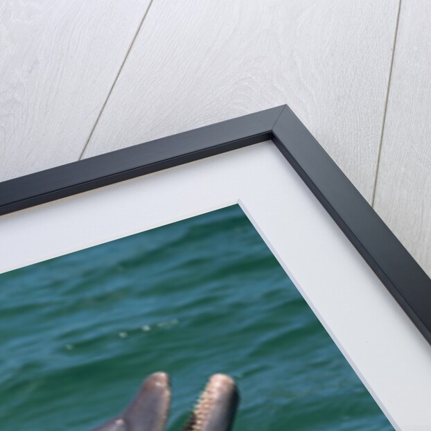 Bottlenose Dolphins Calling from the Water by Anonymous