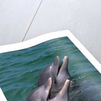 Bottlenose Dolphins Calling from the Water by Anonymous