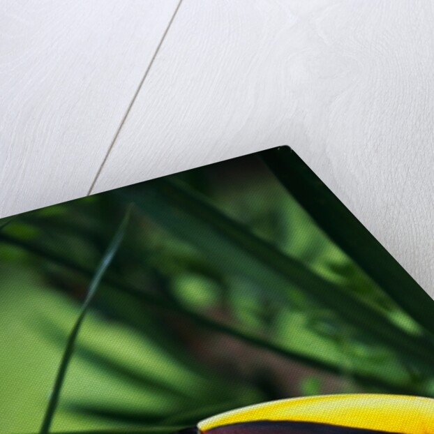 Chestnut-Mandibled Toucan by Anonymous