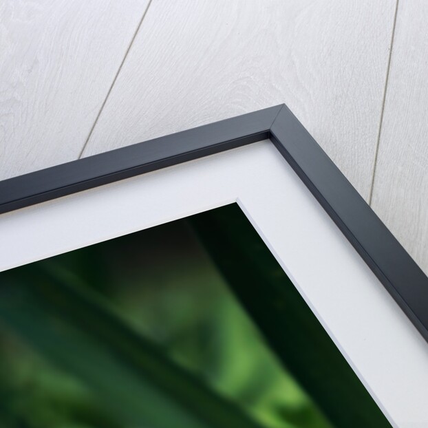 Chestnut-Mandibled Toucan by Anonymous