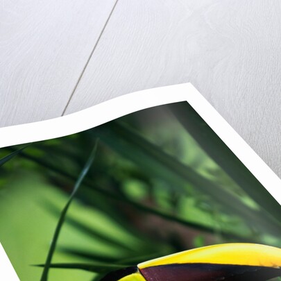 Chestnut-Mandibled Toucan by Anonymous