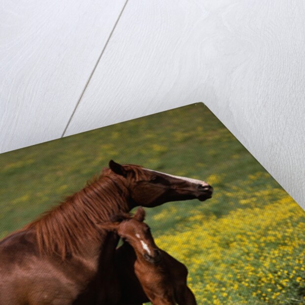 Arabian Mare and Foal by Anonymous