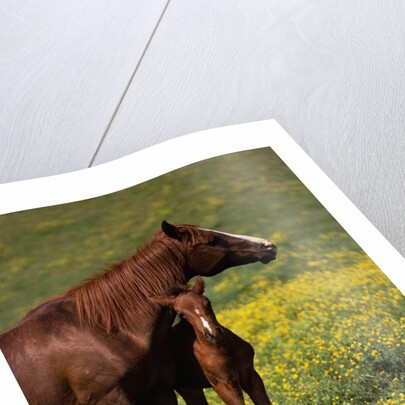 Arabian Mare and Foal by Anonymous