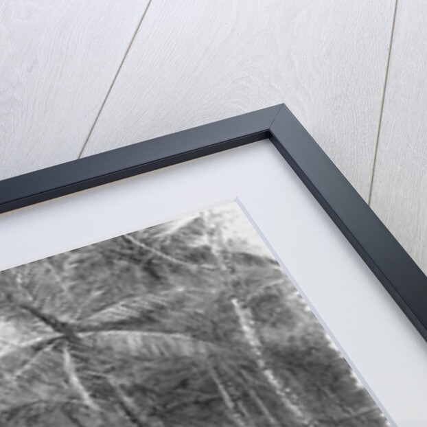 Darien Ship Canal Expedition by Anonymous