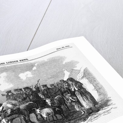 Irish Cattle Drive by Anonymous