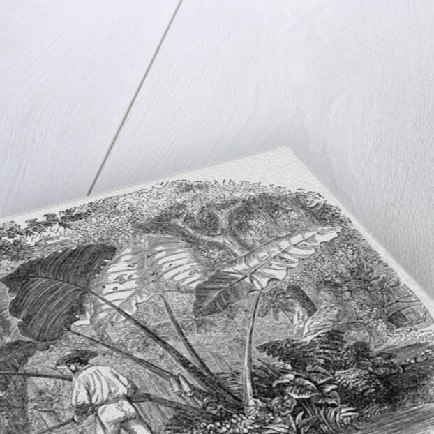 Hunting in Mexican Forest by Anonymous