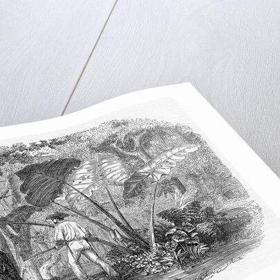 Hunting in Mexican Forest by Anonymous
